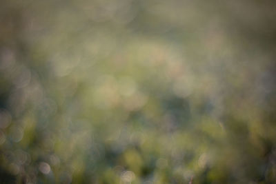 Defocused image of plants