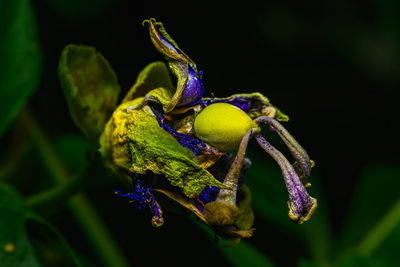 Dried up passion flower selective focus