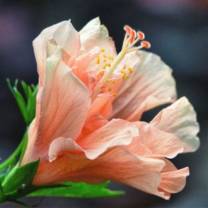 Close-up of orange rose flower