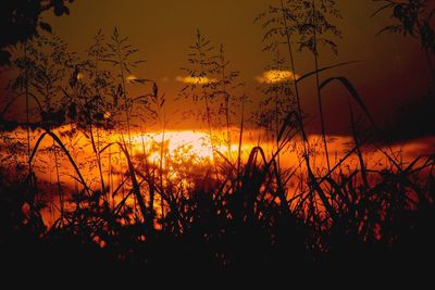 Silhouette plants against scenic sky