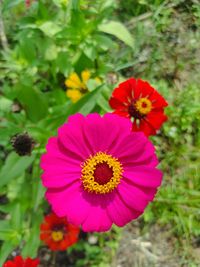 flowering plant