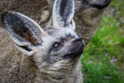 Close-up of a rabbit looking away