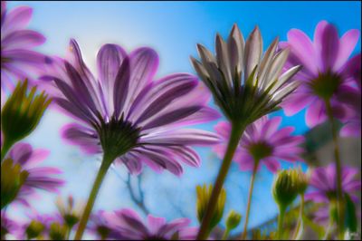 Close-up of pink flowering plants