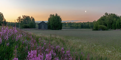 Scenic view of flowering trees on field against sky during sunset