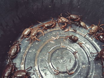 High angle view of a crab