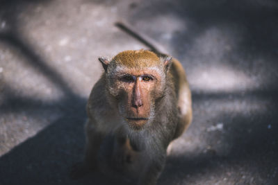 Close-up portrait of monkey