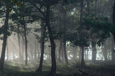 Trees in forest