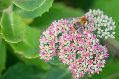 Close-up of bee pollinating on pink flower