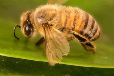 Close-up of bee on flower