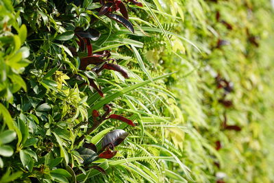 Close-up of insect on plant