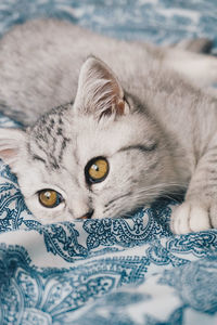 Portrait of cat relaxing on bed