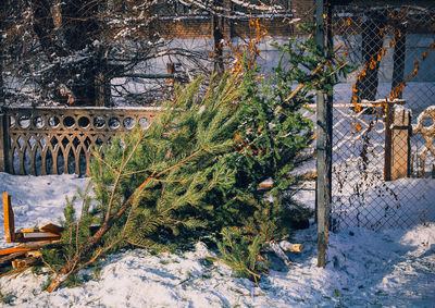 Plants and trees during winter