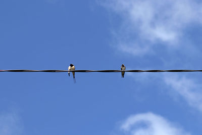 Low angle view of bird perching on cable against sky