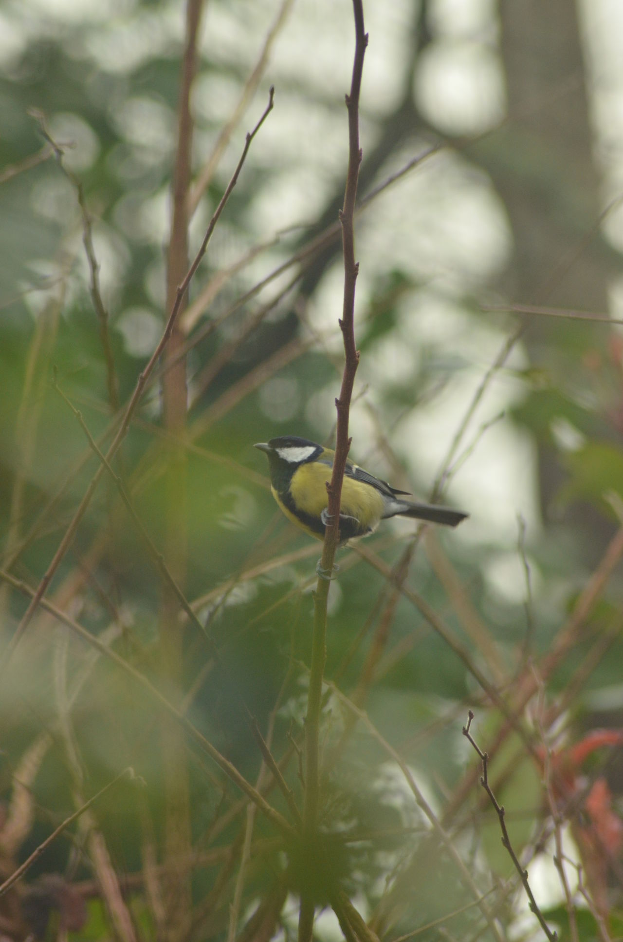 Mésange charbonnière