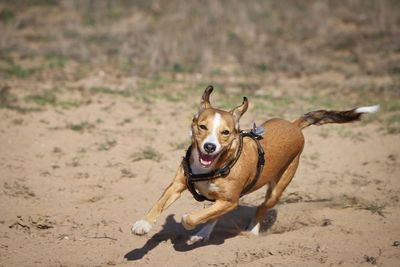 Portrait of dog running on field