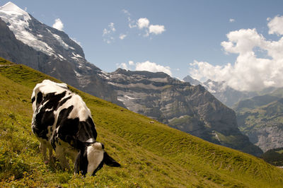 Cow grazing in a mountains