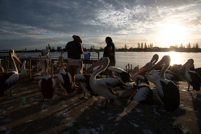 Amazing group of pelicans on a sunset along  river