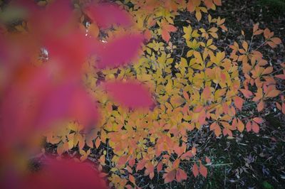 Close-up of yellow maple leaves during autumn