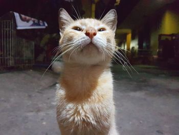 Close-up portrait of cat