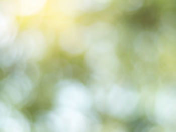 Full frame shot of white flowering plants