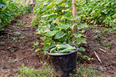 Plants growing in garden