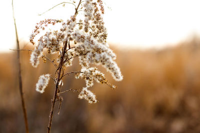 Dry plants and flowers close-up and macro, autumn colors in the field at sunset, georgia