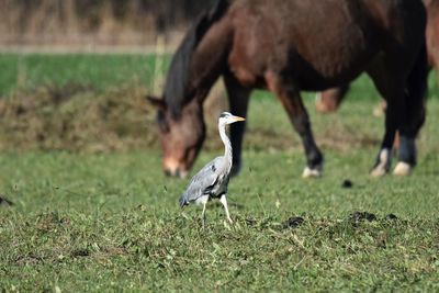 View of gray heron and horse