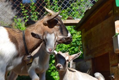 Close-up of cows