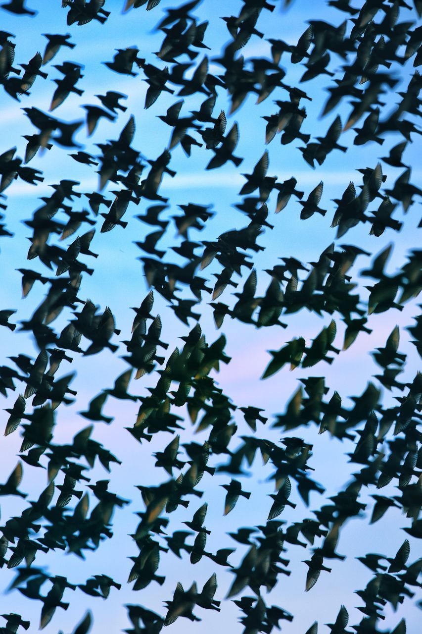 LOW ANGLE VIEW OF LEAVES HANGING AGAINST BLUE SKY