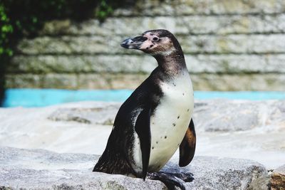 Close-up of penguin on retaining wall