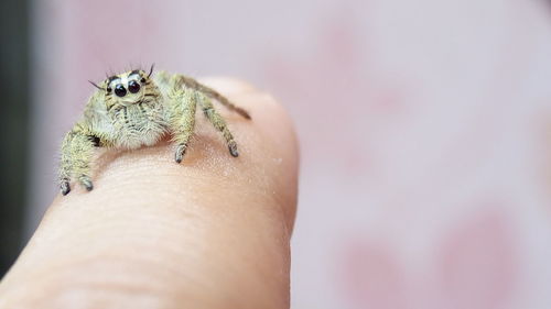 Close-up of hand feeding