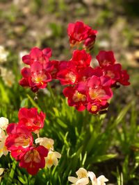 Close-up of red flowers blooming outdoors