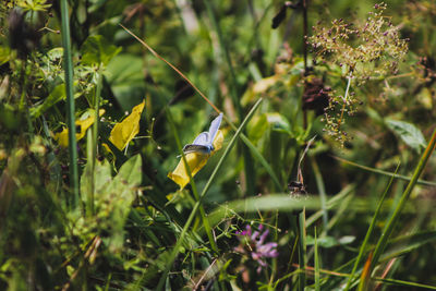 Close-up of butterfly pollinating on purple flower