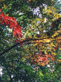 Low angle view of trees