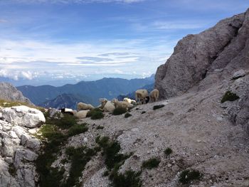 View of sheep grazing on field against sky