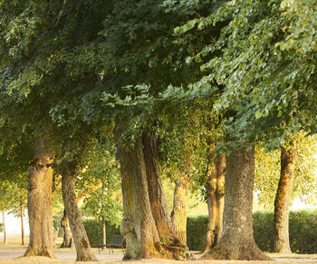 Trees in park