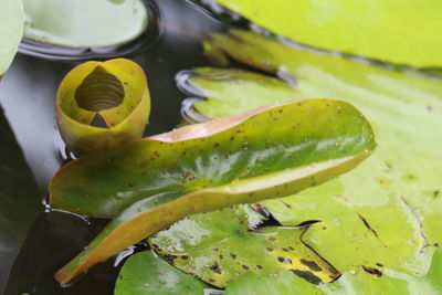 High angle view of lemon in water