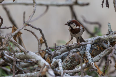 Bird perching on branch