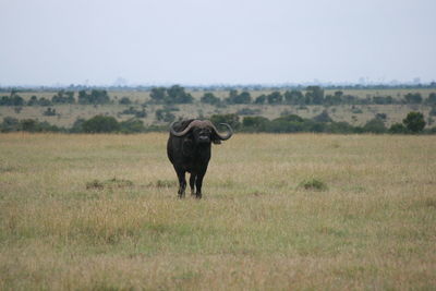 View of grassy field