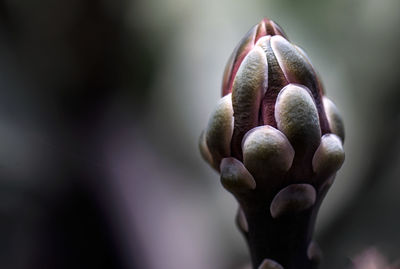 Close-up of plant