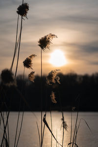 Close-up of silhouette plants against orange sky