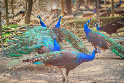 Close-up of peacock