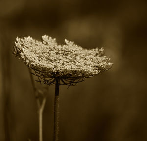Close-up of dried plant