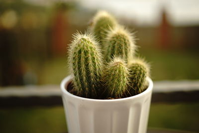 Close-up of succulent plant