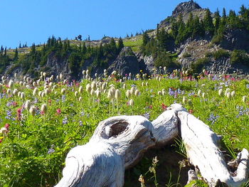 Plants growing on mountain against clear blue sky