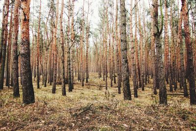 Trees in forest