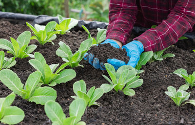 Farmer planting young green oak salad in the vegetable garden and showing a perfect soil for growth.