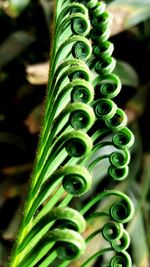 Close-up of succulent plant