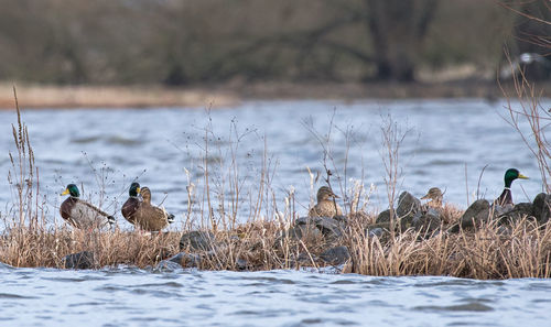 Birds perching on a lake