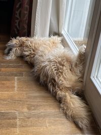 Close-up of dog on window